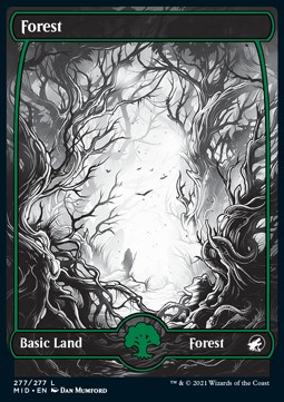 Forest