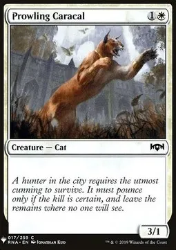 Prowling Caracal