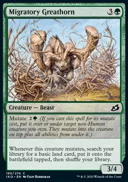 Migratory Greathorn