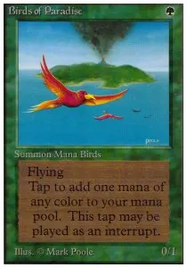 Birds of Paradise