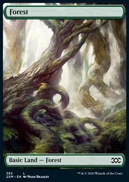 Forest