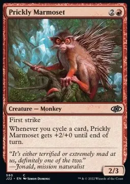 Prickly Marmoset