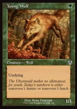 Young Wolf