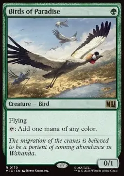 Birds of Paradise