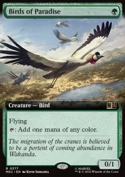 Birds of Paradise