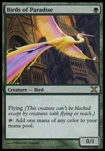 Birds of Paradise