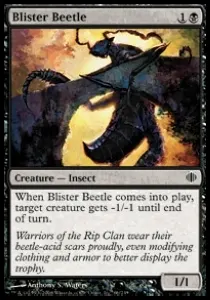 Blister Beetle
