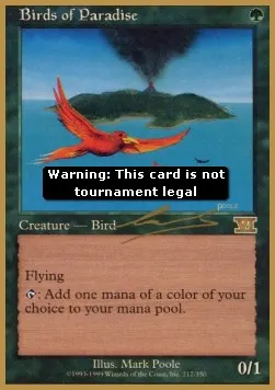 Birds of Paradise