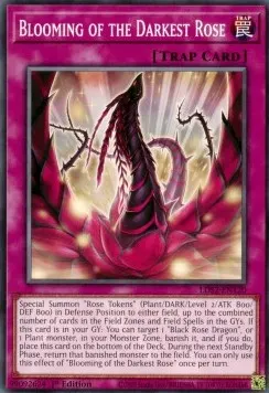 Blooming of the Darkest Rose