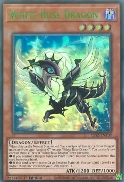White Rose Dragon