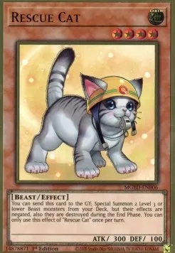 Rescue Cat