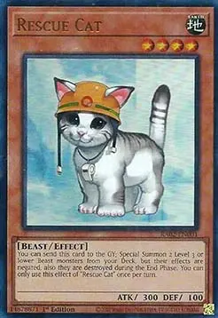 Rescue Cat