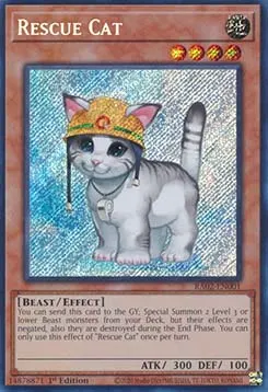 Rescue Cat