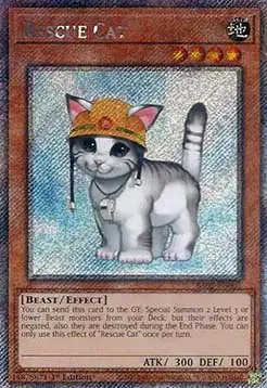Rescue Cat