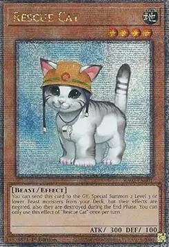 Rescue Cat