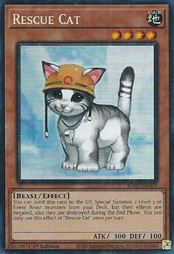 Rescue Cat
