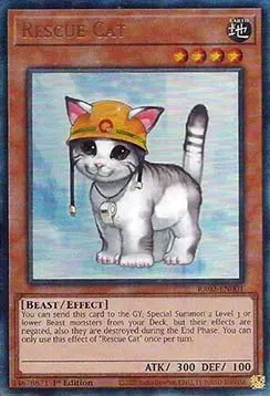 Rescue Cat