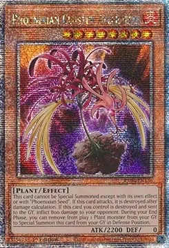 Phoenixian Cluster Amaryllis